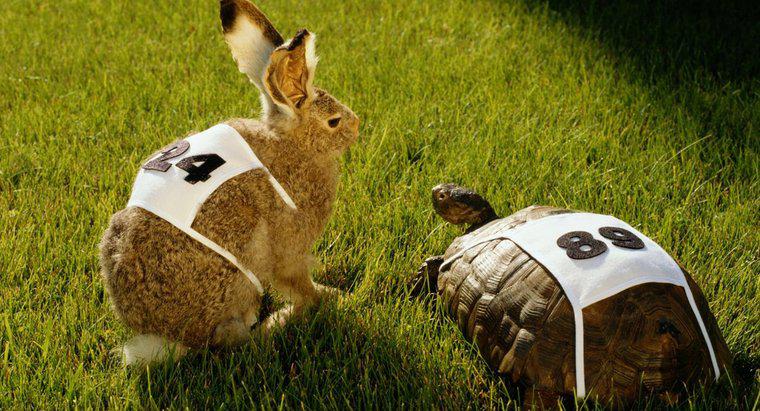 Care este lecția morală a povestirii despre cursa de iepure și broască țestoasă?