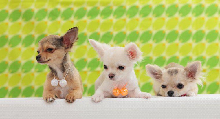 Când puii Chihuahua își deschid ochii?