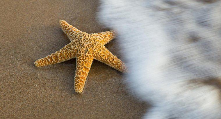 Ce mărime sunt Starfish?