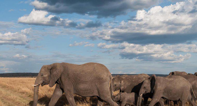 Care este diferența de mărime între un balear ucigaș și un elefant?