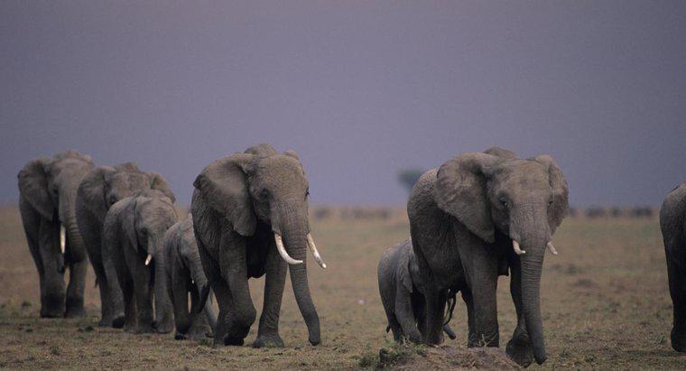 Elefanții migrează?