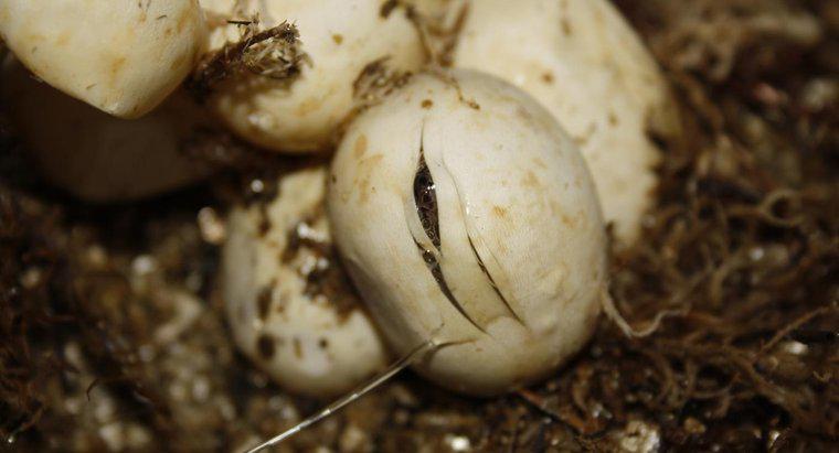 Cât timp durează ouăle de șarpe pentru a trage?