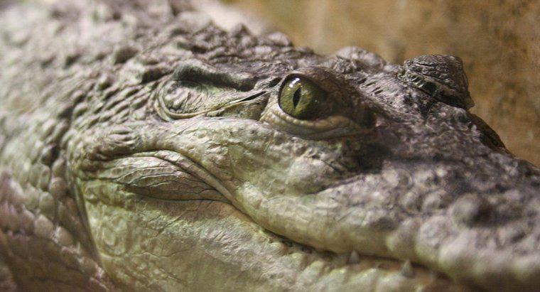 Cum crocodili își digestesc mâncarea?