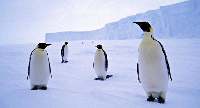 Ce este numit un grup de pinguini?
