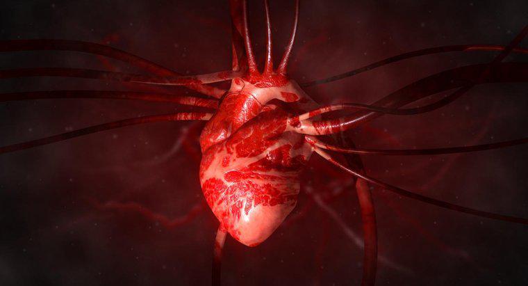 Ce este artera lărgită din inimă?