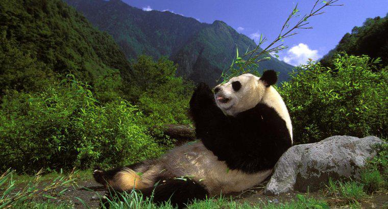 Care sunt unele fapte interesante despre Panda?
