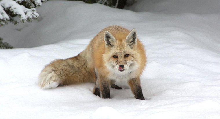 Foxes hrănesc în timpul iernii?
