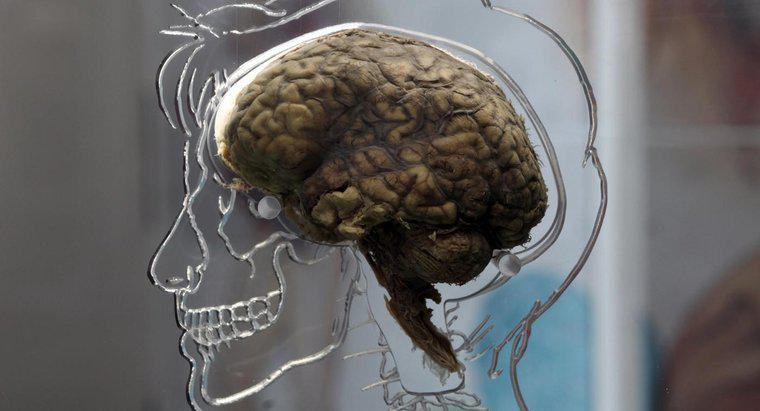 De ce psihologii studiază creierul și sistemul nervos?