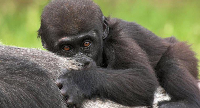 Ce este numit un gorilă pentru bebeluși?
