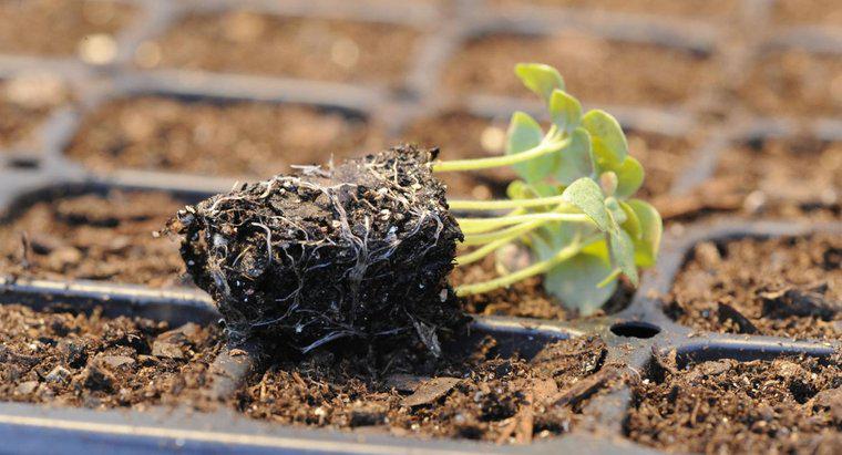 Care este procesul de germinare a semințelor?