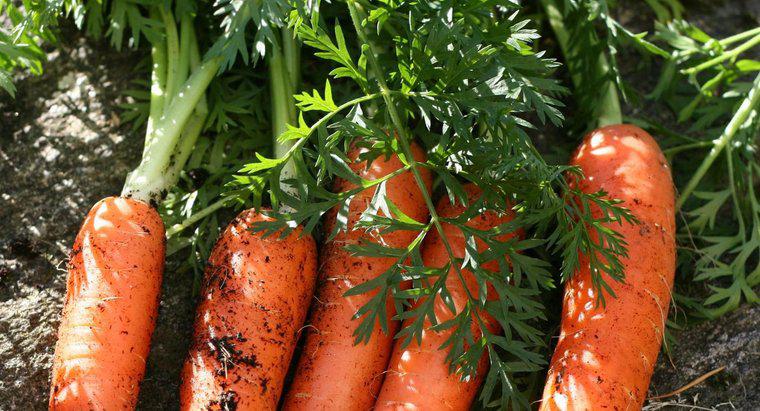 Cum reproduc morcovii?