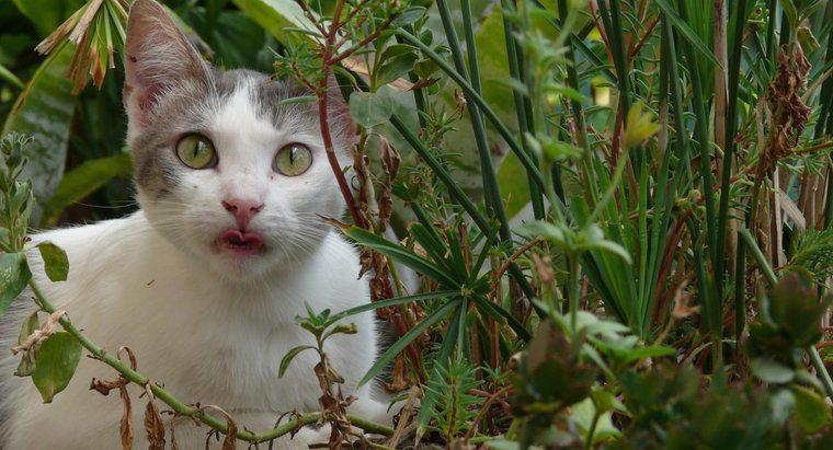 Cum poți să ții pisicile dintr-o grădină?