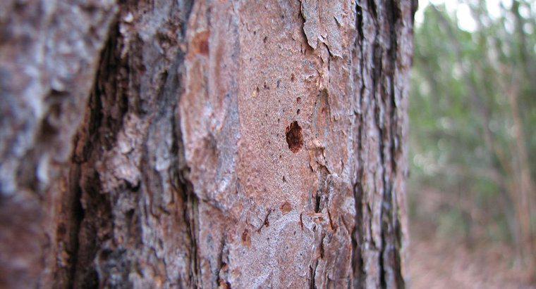 Cum sunt vindecați copacii cu coajă?