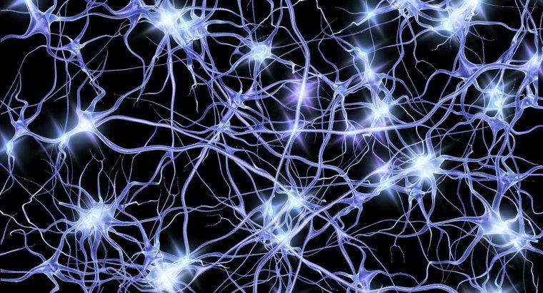 Care este spațiul dintre neuron și musculatură?
