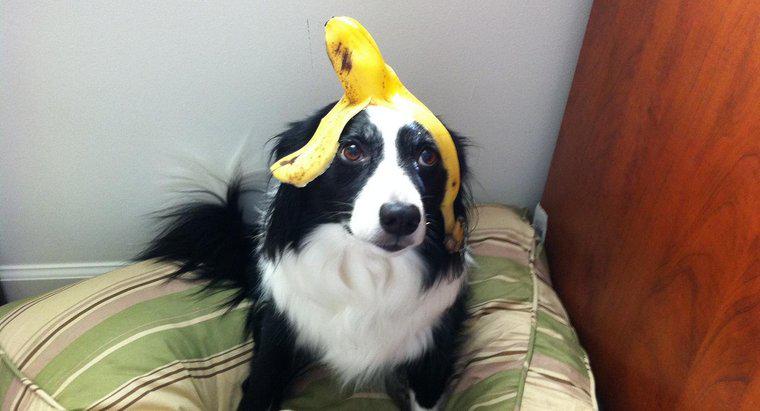 Pot câinii să mănânce banane?