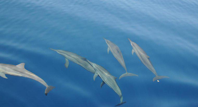 Ce este un habitat al delfinilor?