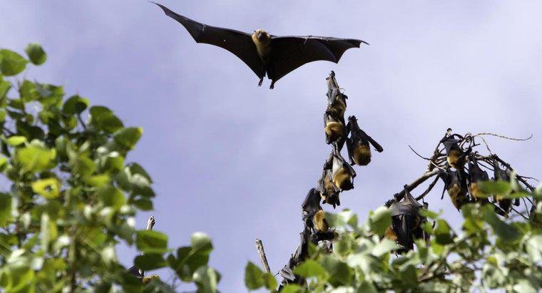 Care sunt unele fapte despre Bat Fox Flying?