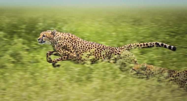 Care sunt unele fapte despre ghepardi?