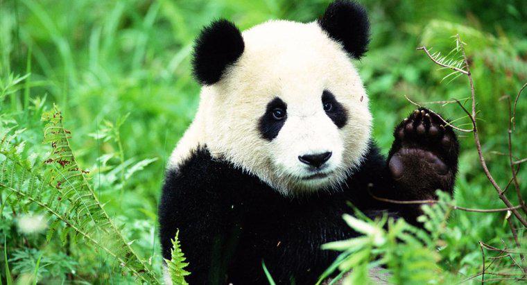 Panda habitate în sălbăticie