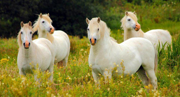 Ce este numit un grup de cai?