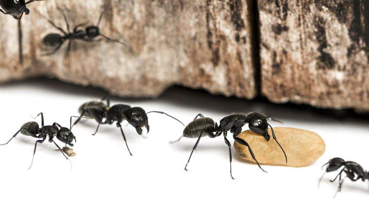 Care sunt unele modalități comune de a ucide furnici de carpenter?