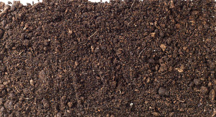 Ce cauzează slăbirea solului pentru a crește mucegaiul?