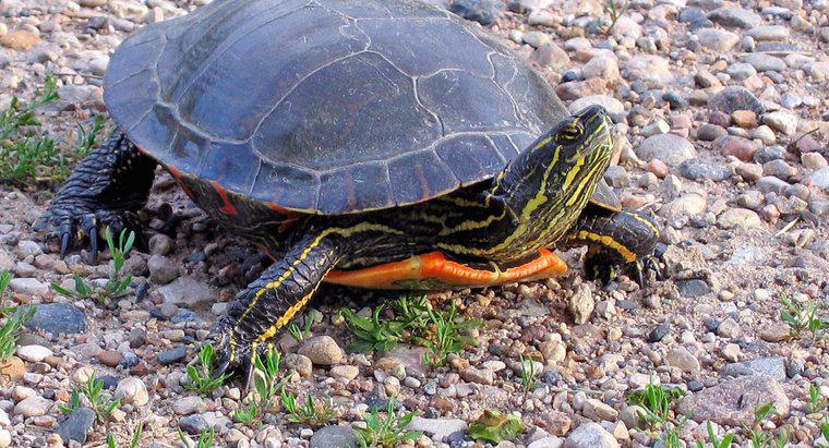 Cât timp trăiesc țestoasele pictate?