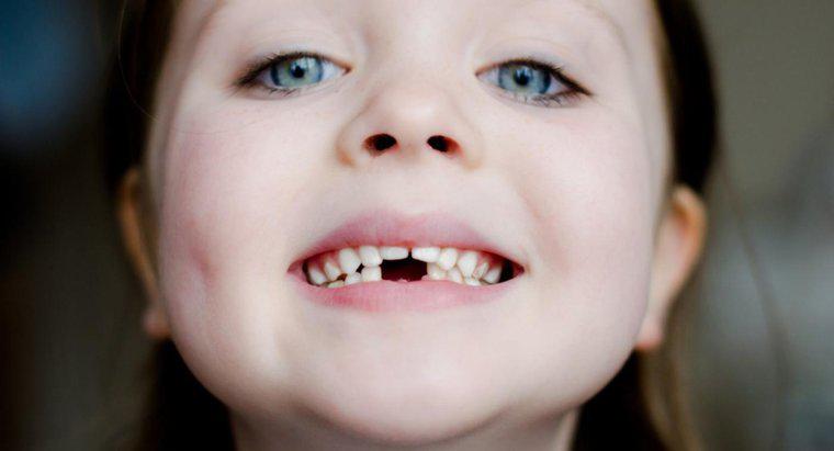 Ce rol joacă dinții în digestie?
