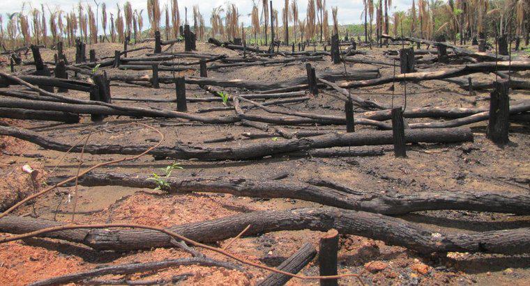 De ce este în pericol pădurea tropicală a Amazonului?