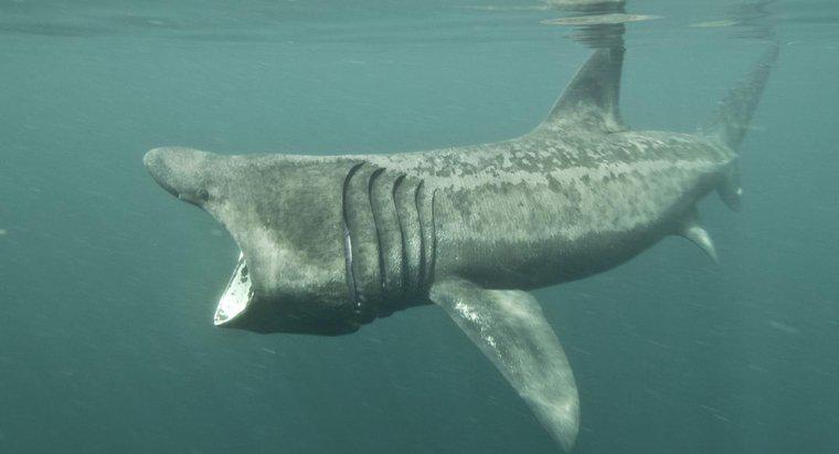 Cât de mare este un gură de rechin de basking?
