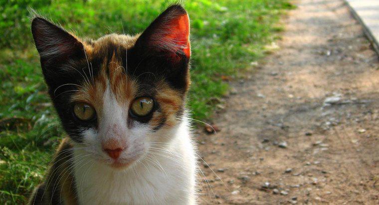 Care sunt unele nume bune pentru pisicile Calico?