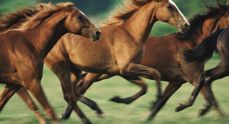 Când au ajuns caii în America de Nord?
