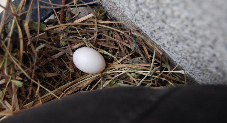 Câte zile duc ouăle de porumbel la hatch?