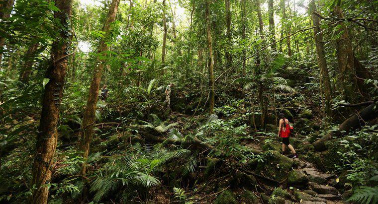 Ce sunt decompozitorii în pădurile tropicale?