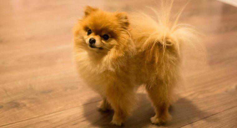 Unde poti gasi pui de bucatarie Pomeranian ieftin de vanzare online?