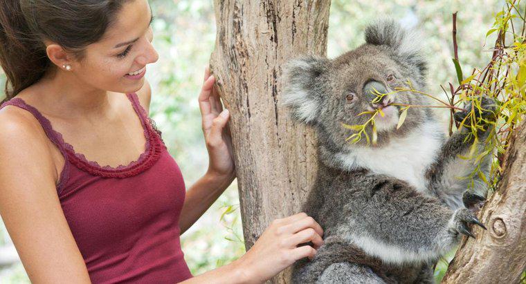 Puteți adopta un Koala?