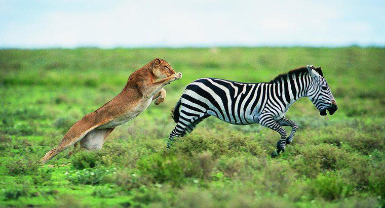 Ce animale sunt prădătorii Zebră?