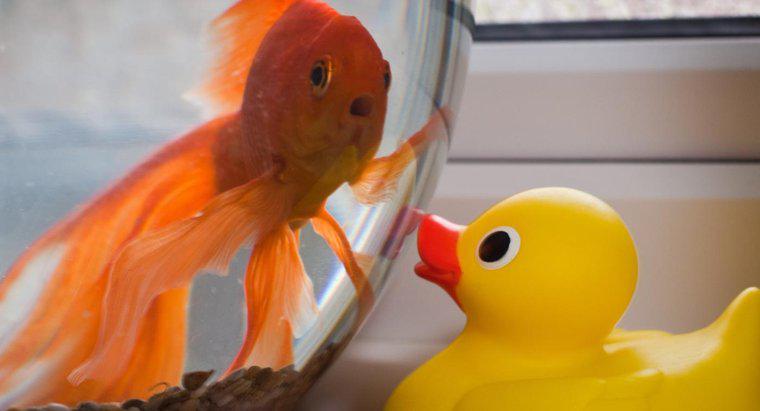 Cum stii cand o goldfish este stresata?