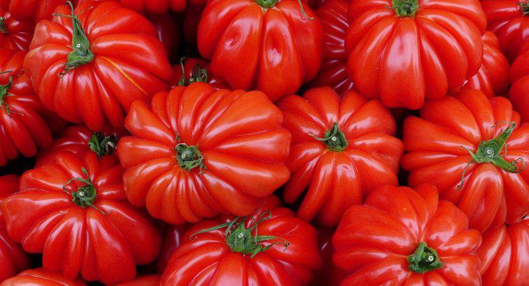 Când este sezonul de plantare a tomatelor?
