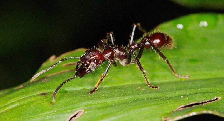Unde locuiesc bulinele de furnici?
