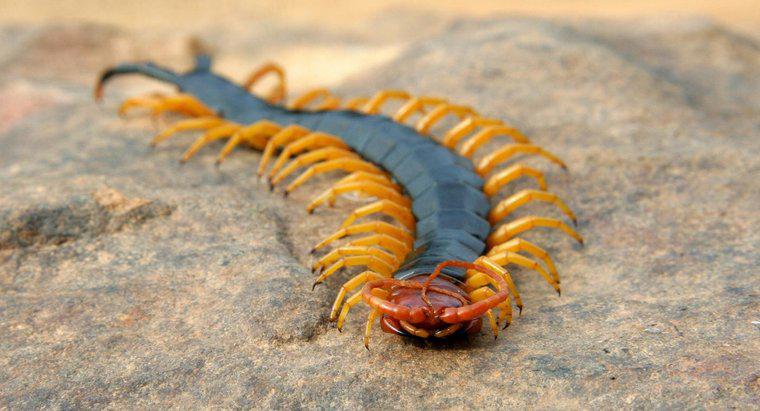 Cum se deplasează Centipedes?