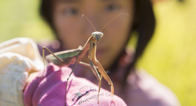 Ce este un mantis gigantic asiatic de rugăciune?