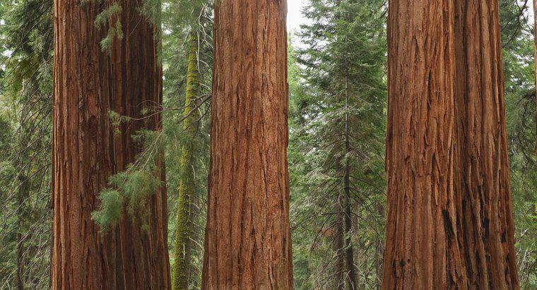 Care este lista parcurilor naționale din California?