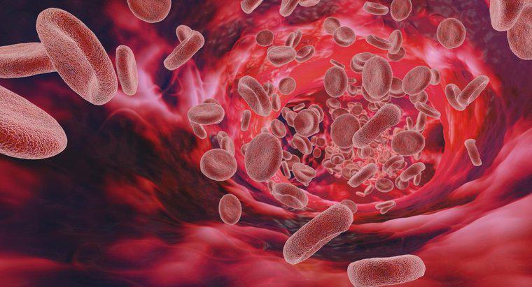 Ce cauzează un nivel ridicat de proteine ​​în sânge?