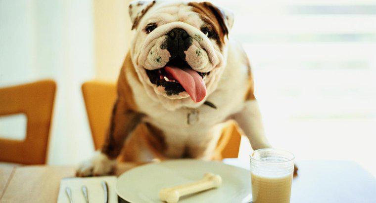 Este laptele bun pentru câini?