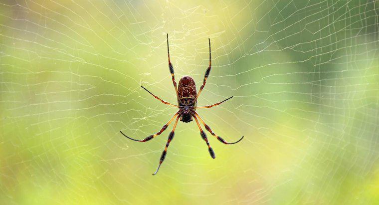 Care sunt semnele indicative pe piele de la muscaturile de spider?