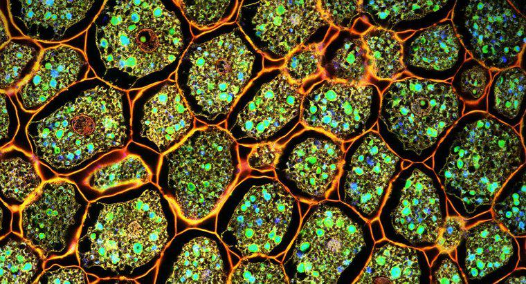 Care este diferența dintre celulele plantelor Vs. Celulele de animale?