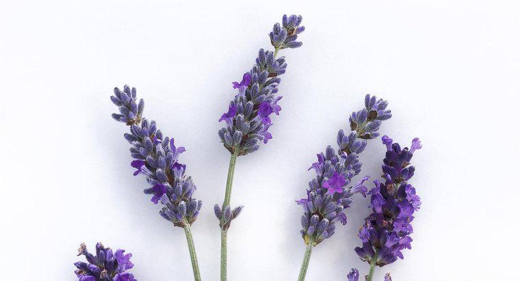 Ce inseamna Lavender Smell?