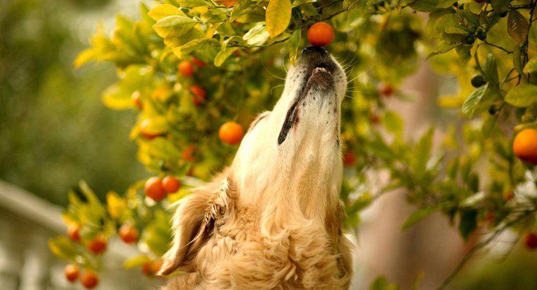 Ce fructe sunt toxice pentru câini?