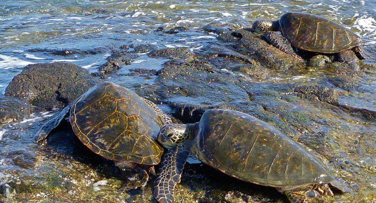 Ce este numit un grup de țestoase marine?